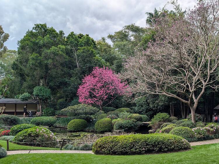 Mt Coot-tha Botanic Gardens, Brisbane