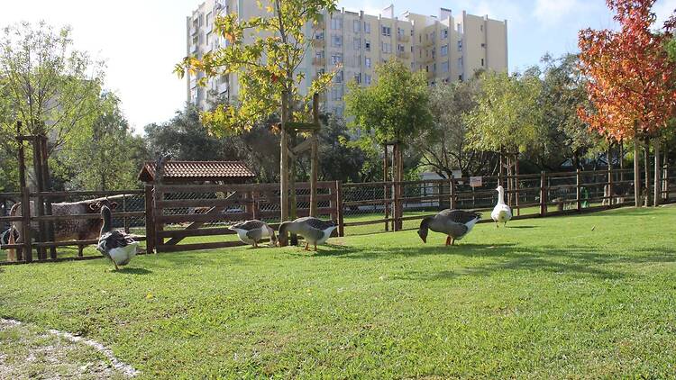 Quinta Pedagógica dos Olivais