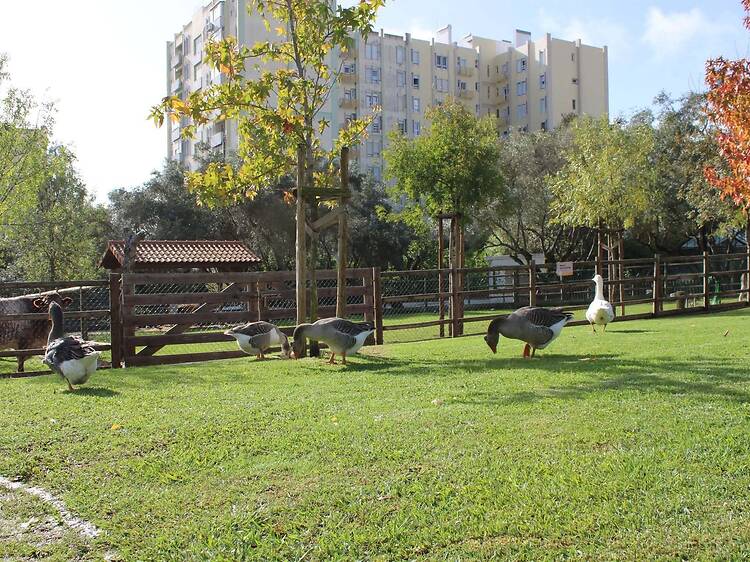 Quinta Pedagógica dos Olivais