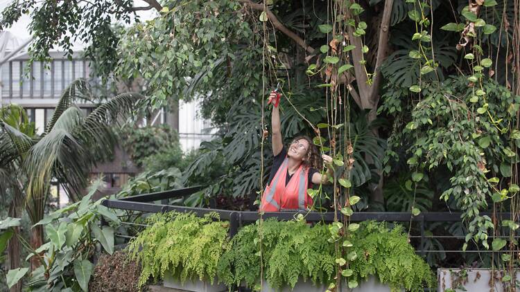 Barbican Conservatory and Wayward Plants
