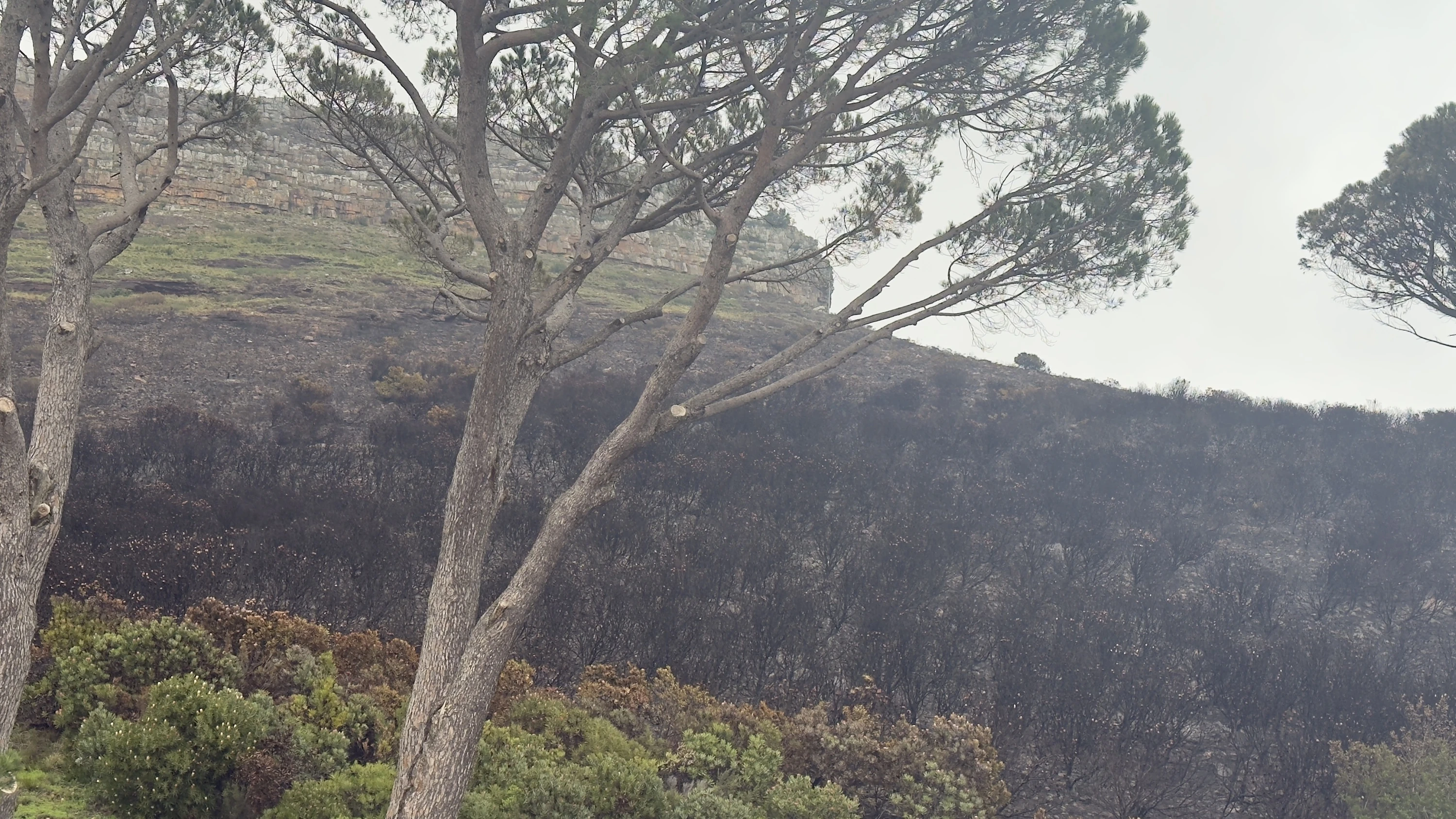 Table Mountain National Park