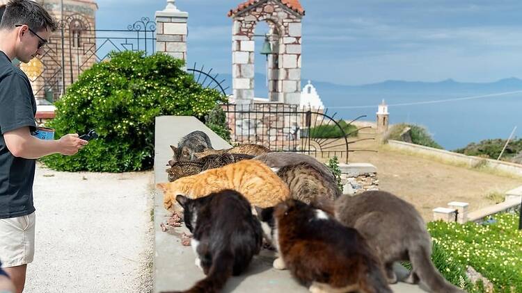 Voluntariat a Syros Cats Voluntariat a Syros Cats
