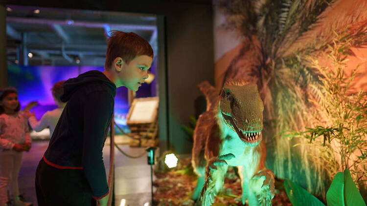 A close-up of a child viewing a dinosaur exhibit in a museum A close-up of a child viewing a dinosaur exhibit in a museum