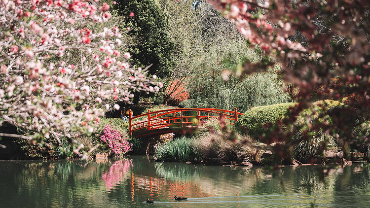 UniSQ Japanese Garden, Toowoomba