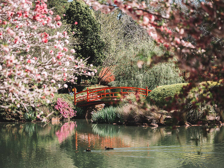 UniSQ Japanese Garden, Toowoomba