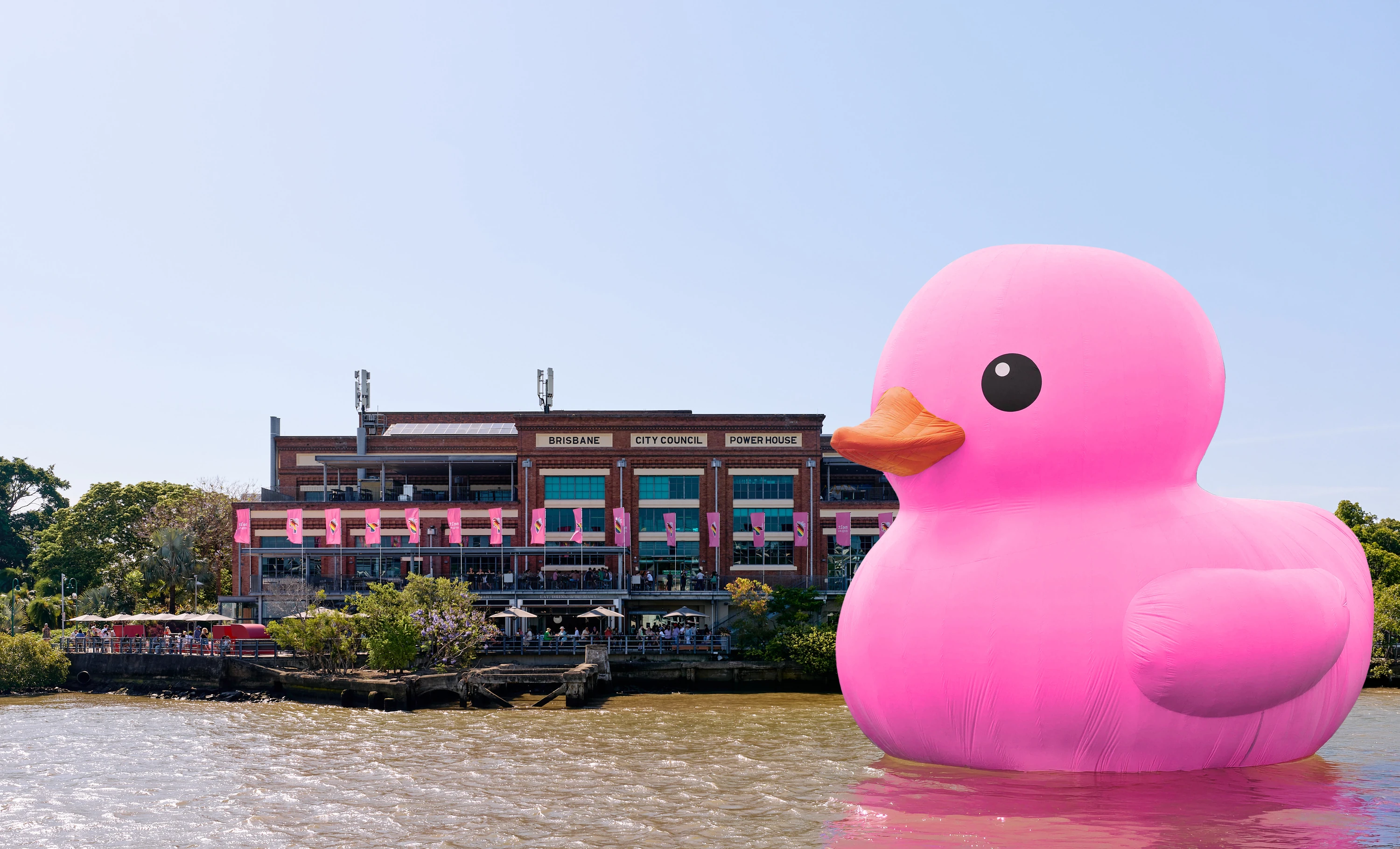 Hot pink duck