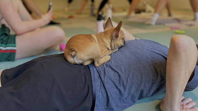 A close-up of a person exercising with a puppy on their back in a group fitness class