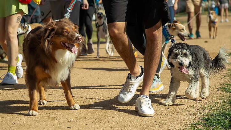 A wide shot of people walking dogs along a dirt path at an outdoor event. A wide shot of people walking dogs along a dirt path at an outdoor event.