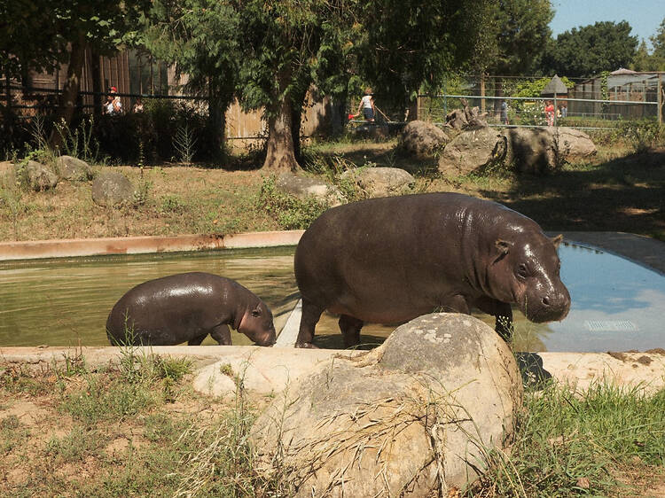 Hipopótamo-pigmeu em risco de extinção nasceu no Zoo Santo Inácio