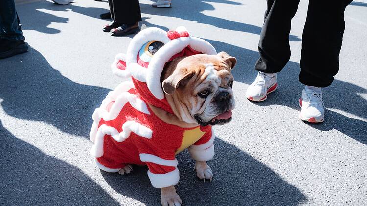 Dog in costume Dog in costume
