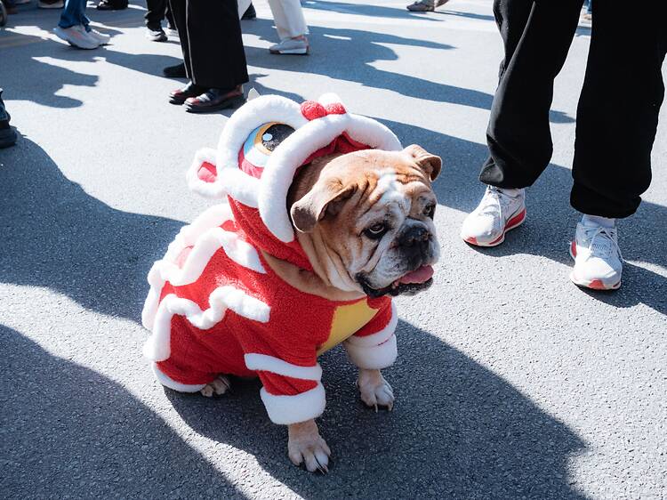 Howl-O-Ween Canine Cruise Howl-O-Ween Canine Cruise
