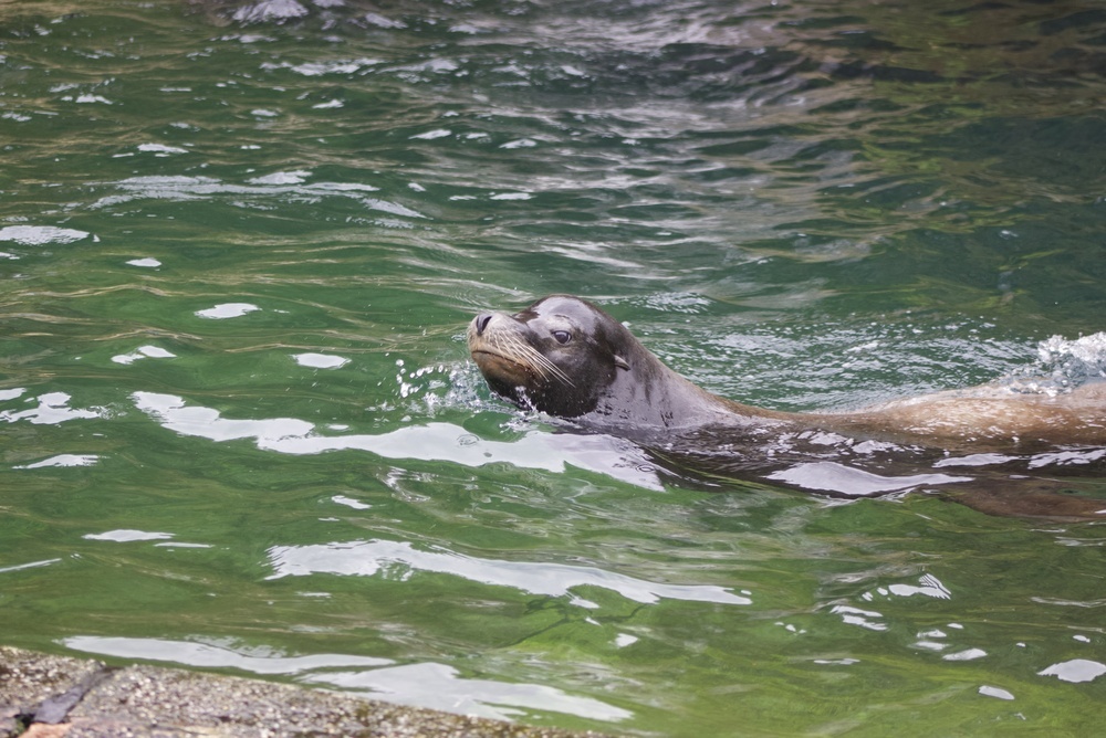 California Sea Lion swimming to the left at the Queens Zoo
