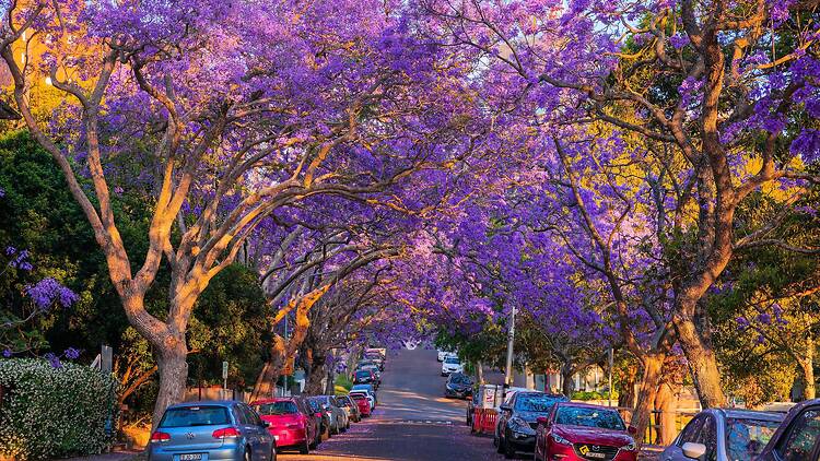 Jacarandas, Kirribilli Jacarandas