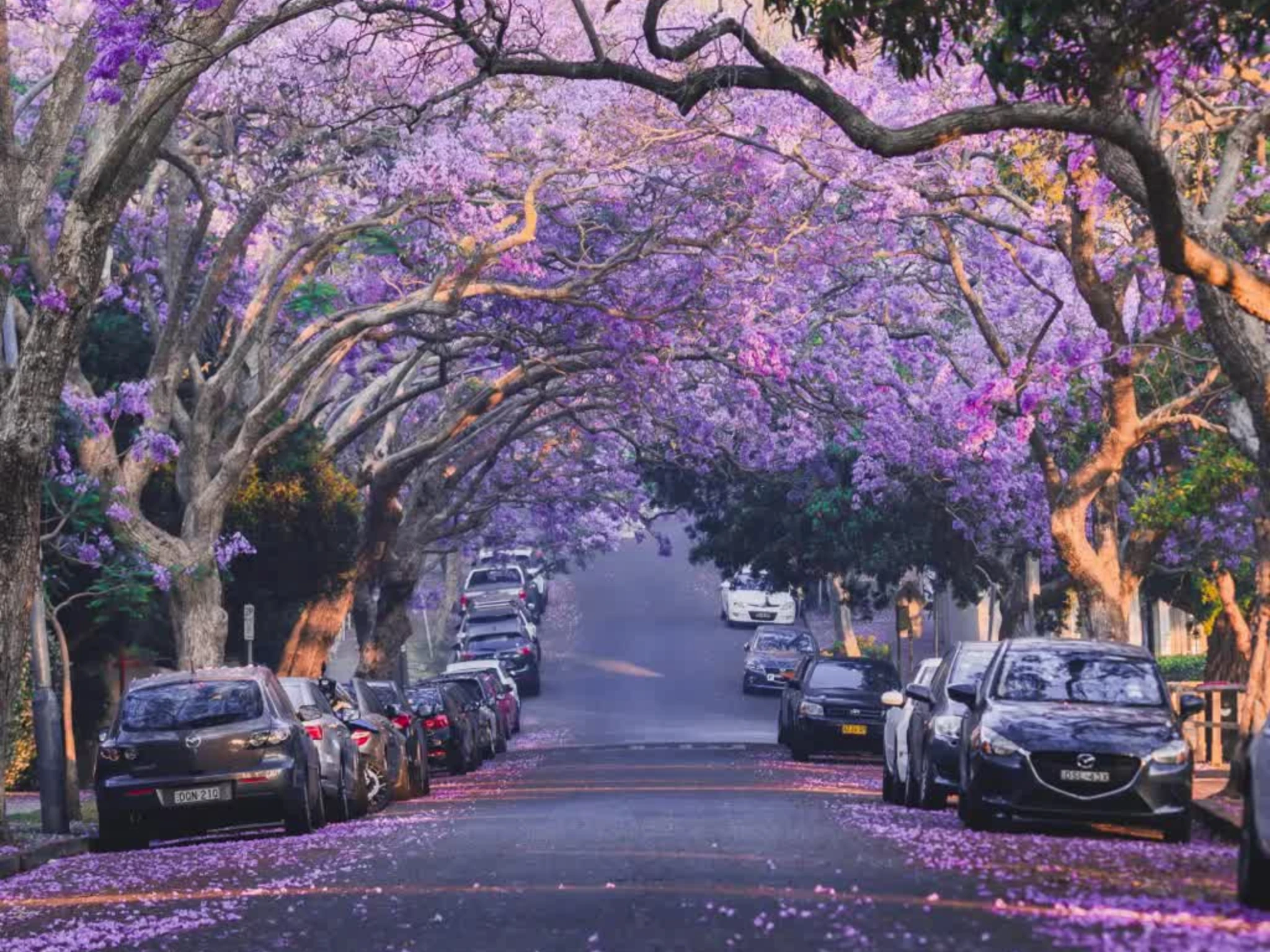 Jacaranda