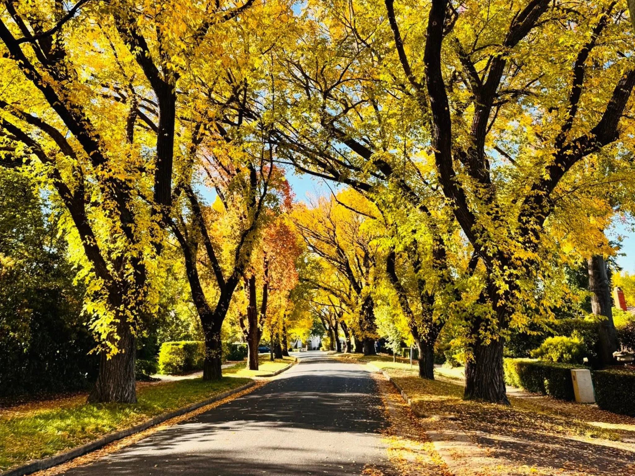 Yellow tree canopy