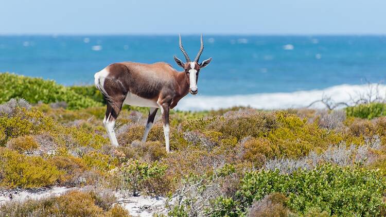 Go on a (fynbos) safari