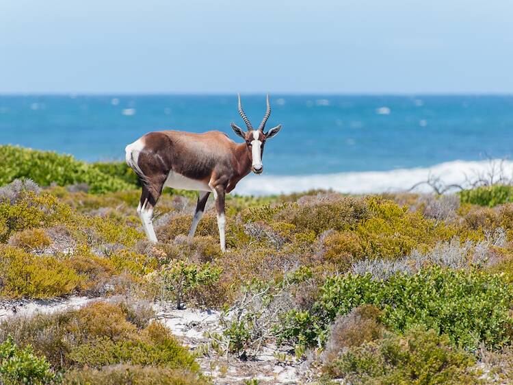 Go on a (fynbos) safari