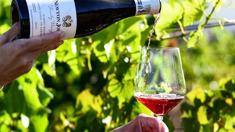Newton Johnson Family Vineyards