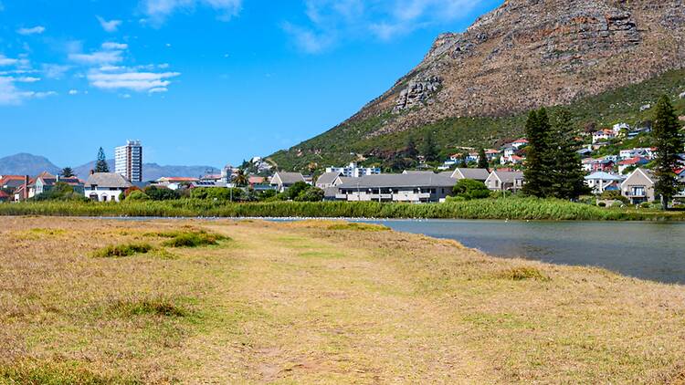 Go birding at Zandvlei