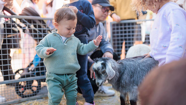 Ferragosto child next to a goat at a petting zoo