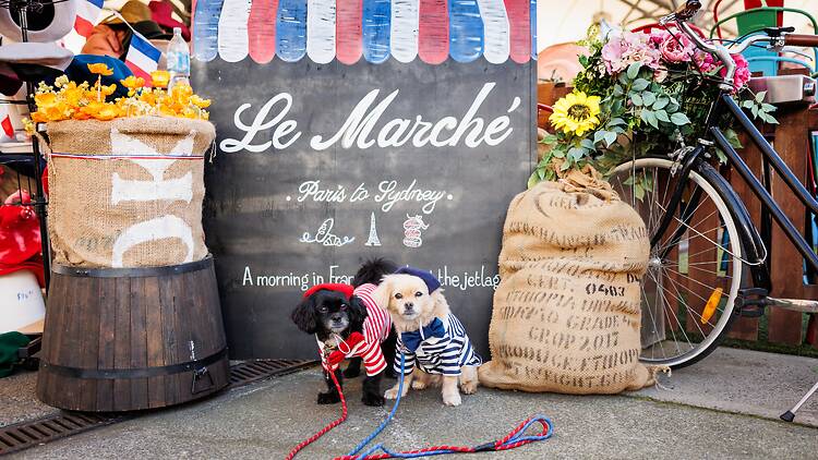 2 dogs dressed in French clothes