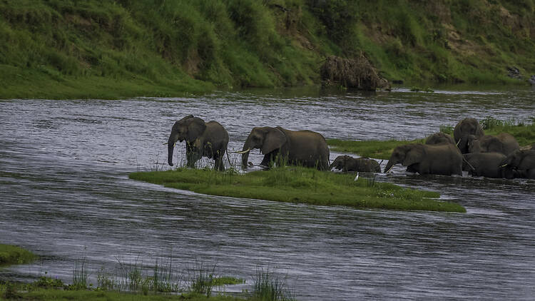 Elephant herd crossing Crocodile River in Kruger national park Elephant herd crossing Crocodile River in Kruger national park