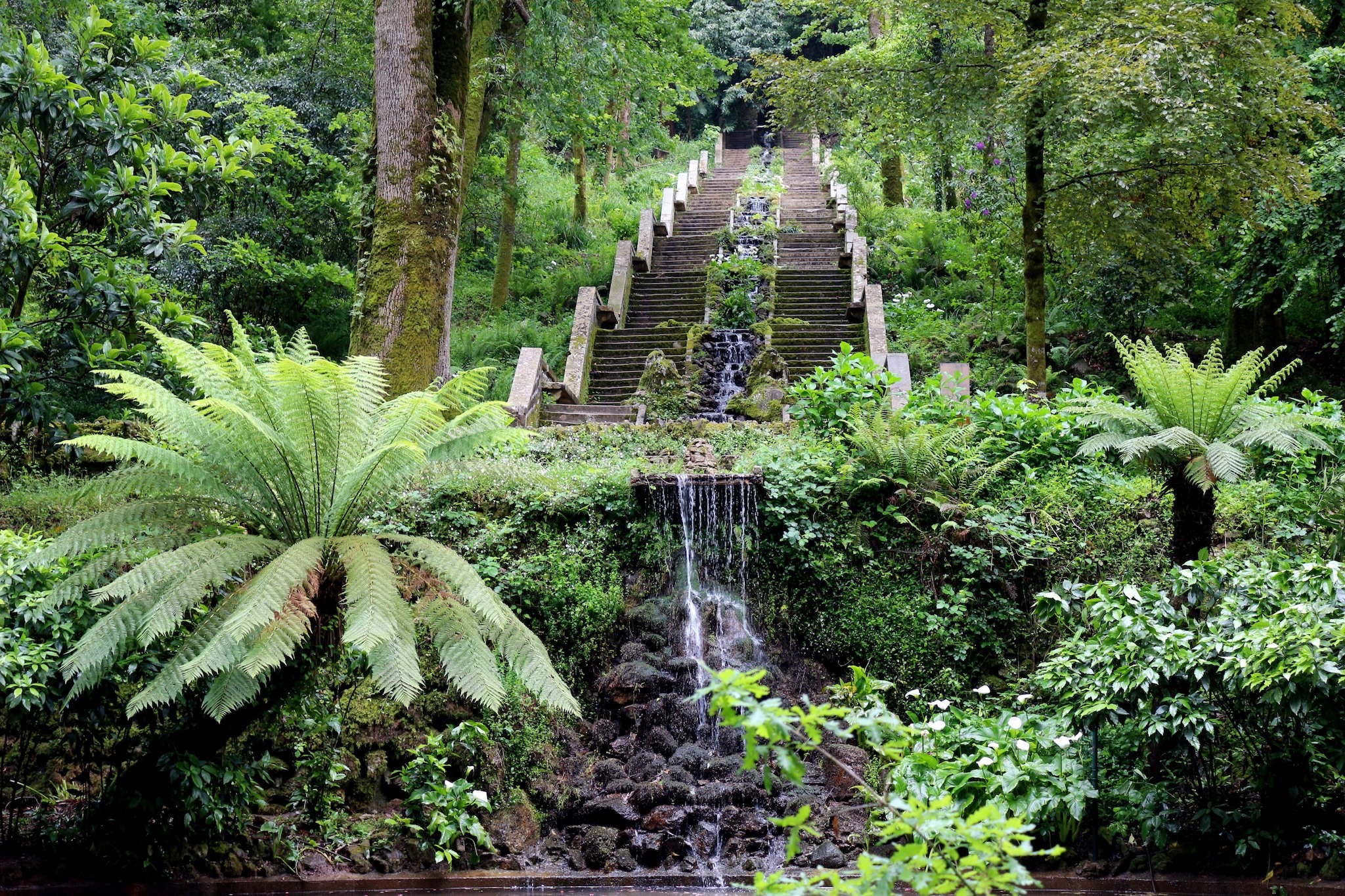 Portugal’s Buçaco National Forest Just Became the World’s Fourth Certified Healing Forest, Canada Reviews Portugal’s Buçaco National Forest Just Became the World’s Fourth Certified Healing Forest, Canada Reviews