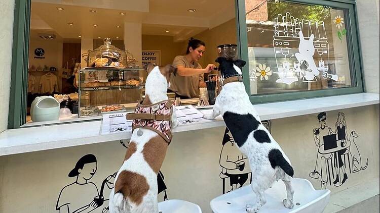 Modo Pet Café Modo Pet Café