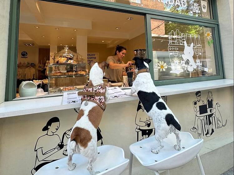 Modo Pet Café Modo Pet Café