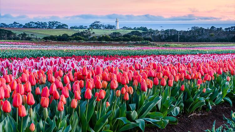 Table Cape Tulip Farm Fields of tulips
