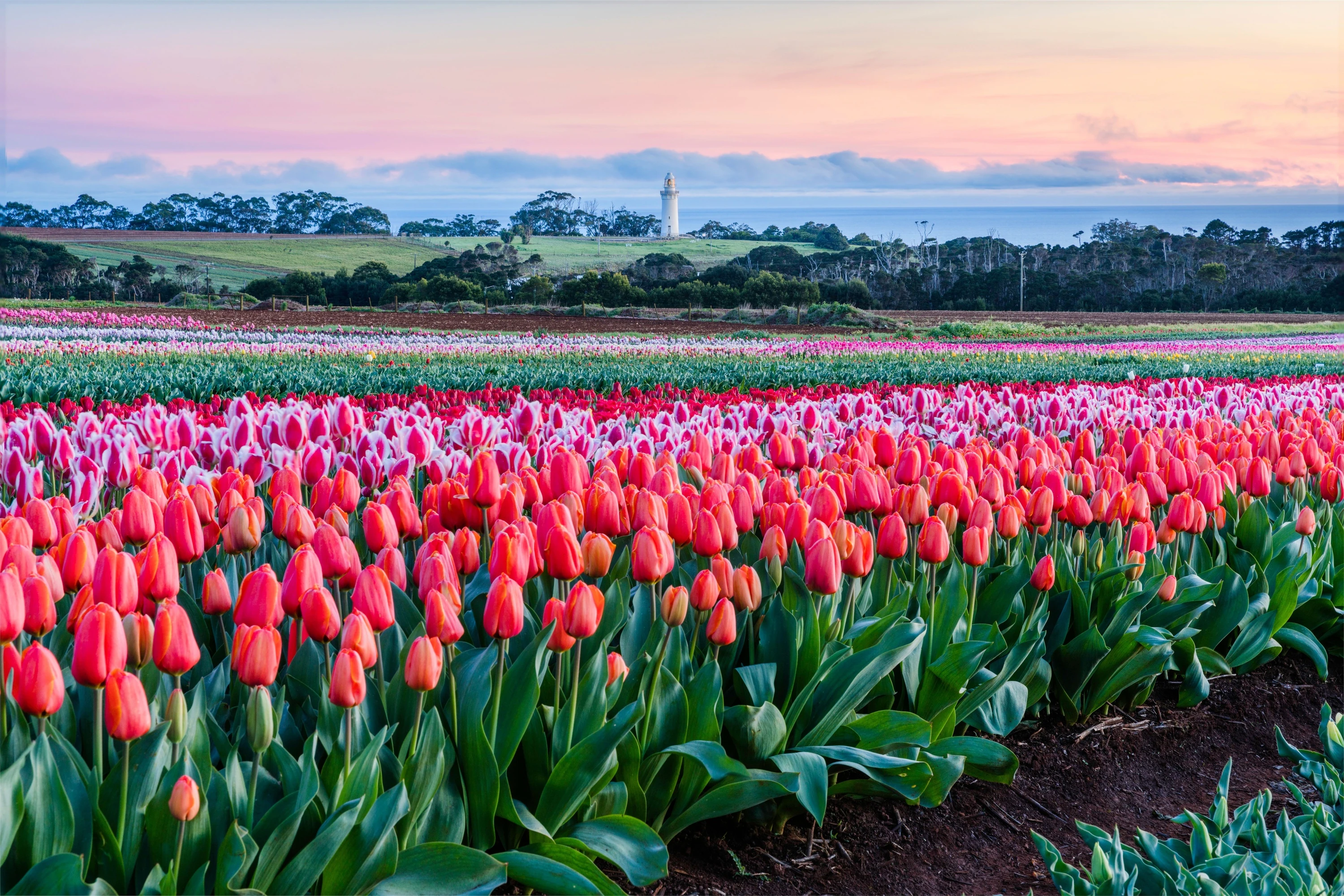 Fields of tulips