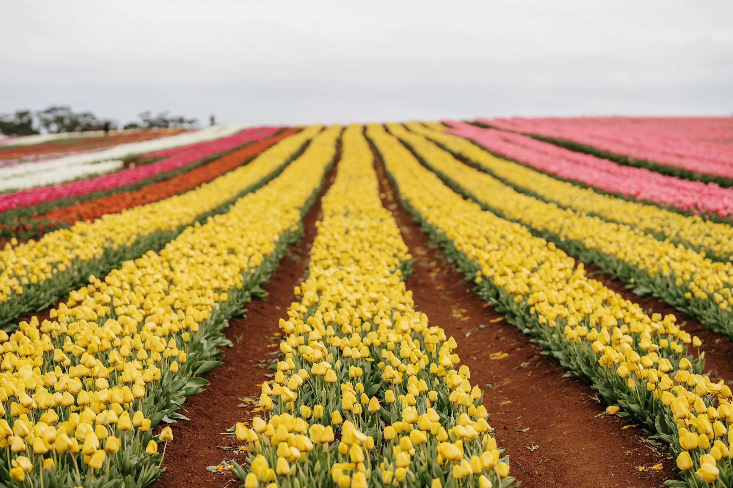 Tulip fields