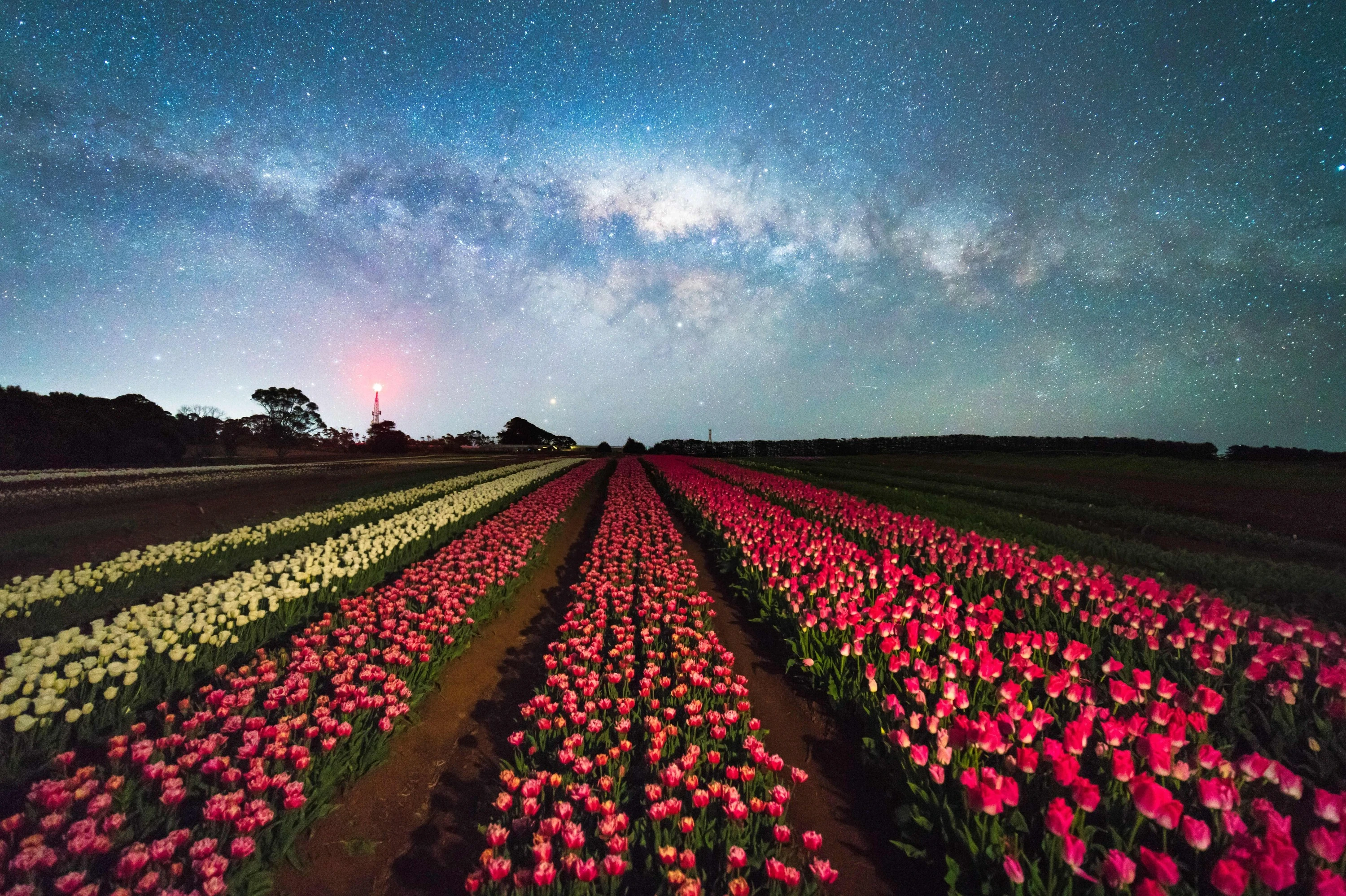 Table Cape Tulip Farm at night