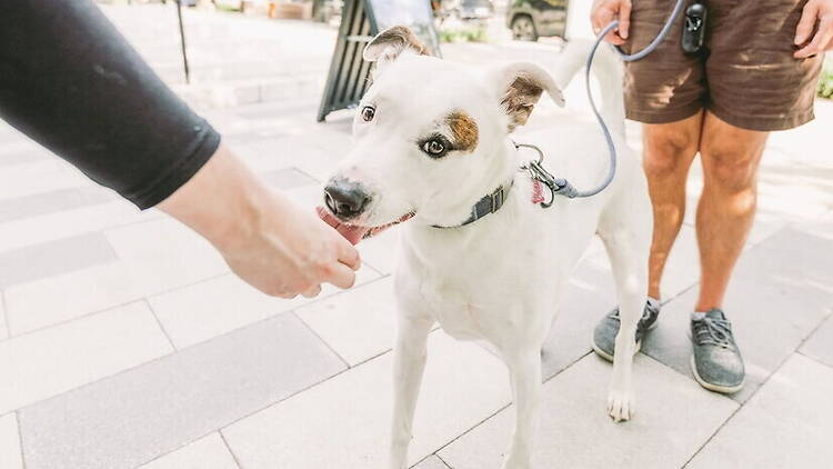 A close-up of a dog greets a person while standing on a sidewalk outdoors. A close-up of a dog greets a person while standing on a sidewalk outdoors.