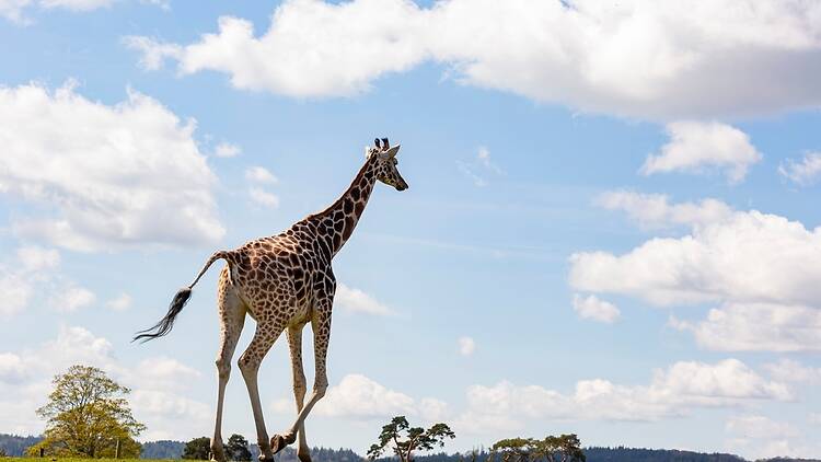 Giraffe at West Midlands Safari Park Giraffe at West Midlands Safari Park