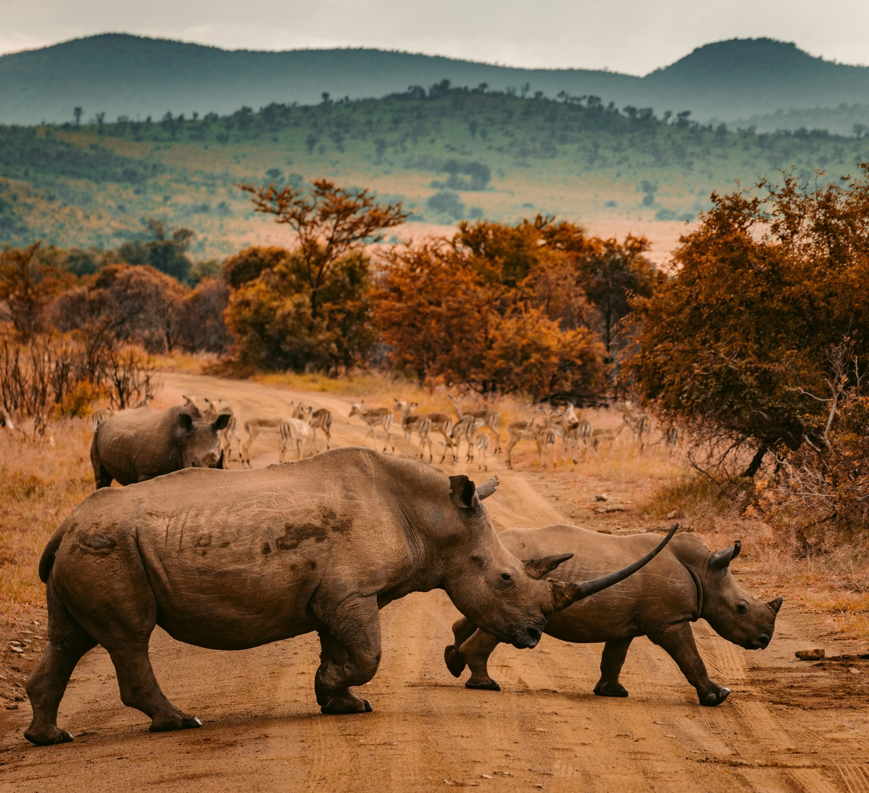 Travellers are drawn to the Safari Experience and Big 5 adventures. 