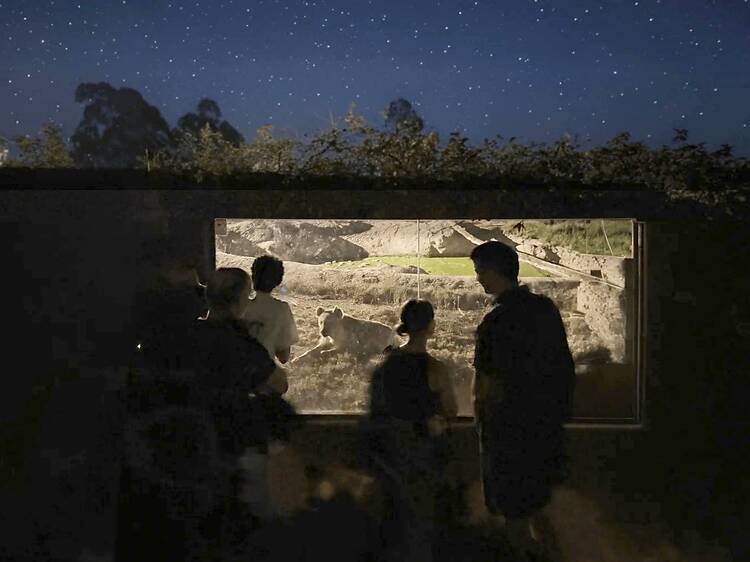 Quer conhecer o lado mais misterioso da vida selvagem? O Zoo Santo Inácio tem visitas nocturnas Quer conhecer o lado mais misterioso da vida selvagem? O Zoo Santo Inácio tem visitas nocturnas