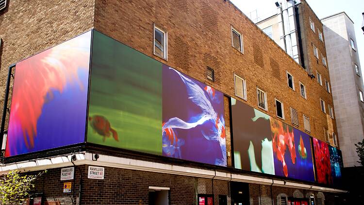 Large photos installed on Ramillies street