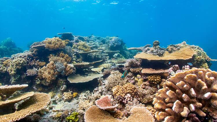 Great Barrier Reef Wide view of coral reef on the Great Barrier Reef