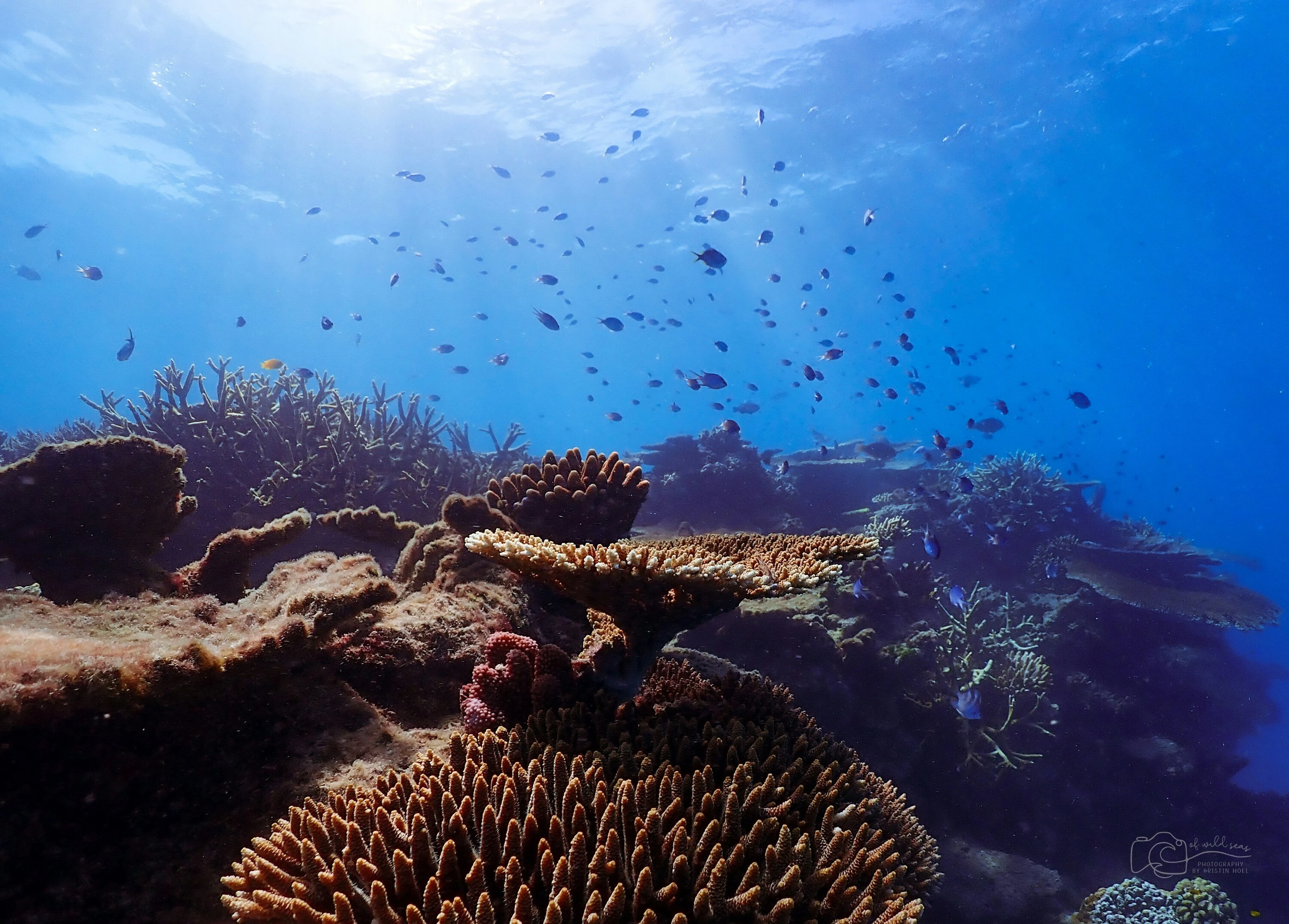 Wide view of coral reef on the Great Barrier Reef