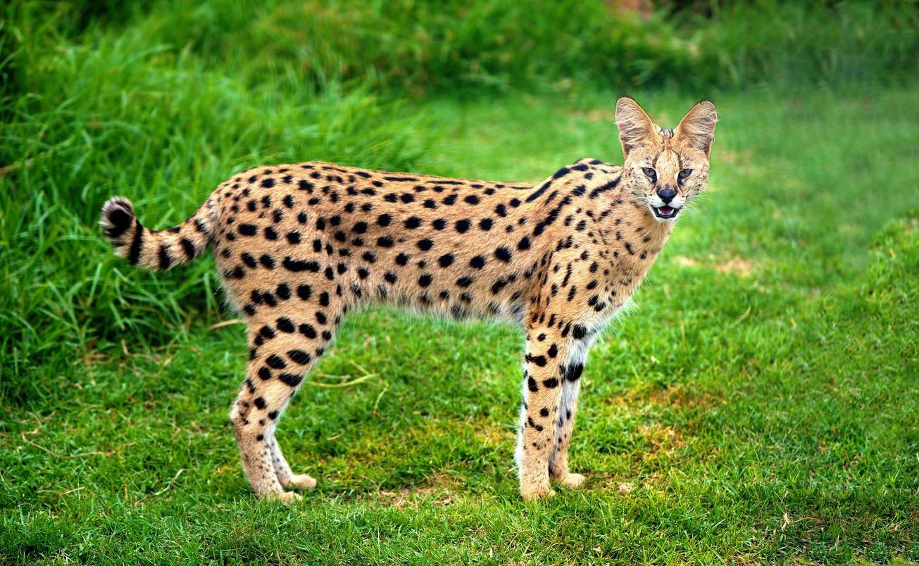 An alert serval