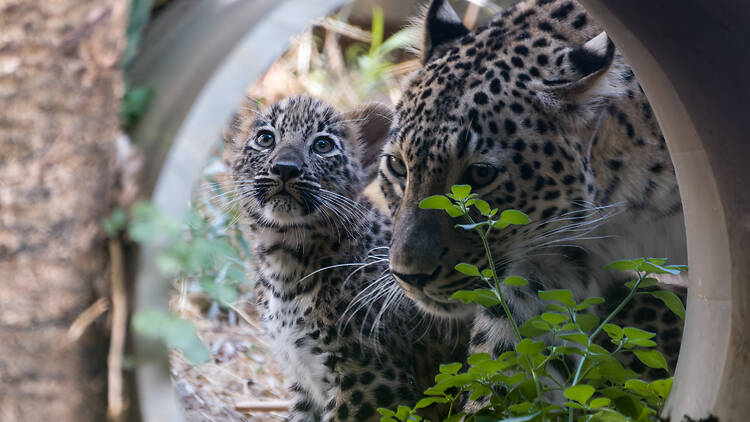 Dizer 'olá!' aos leopardos-da-pérsia bebés do Zoo