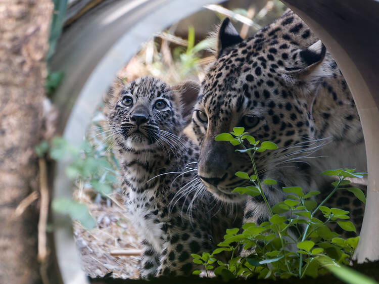 Dizer 'olá!' aos leopardos-da-pérsia bebés do Zoo