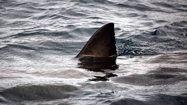 White Shark White Shark