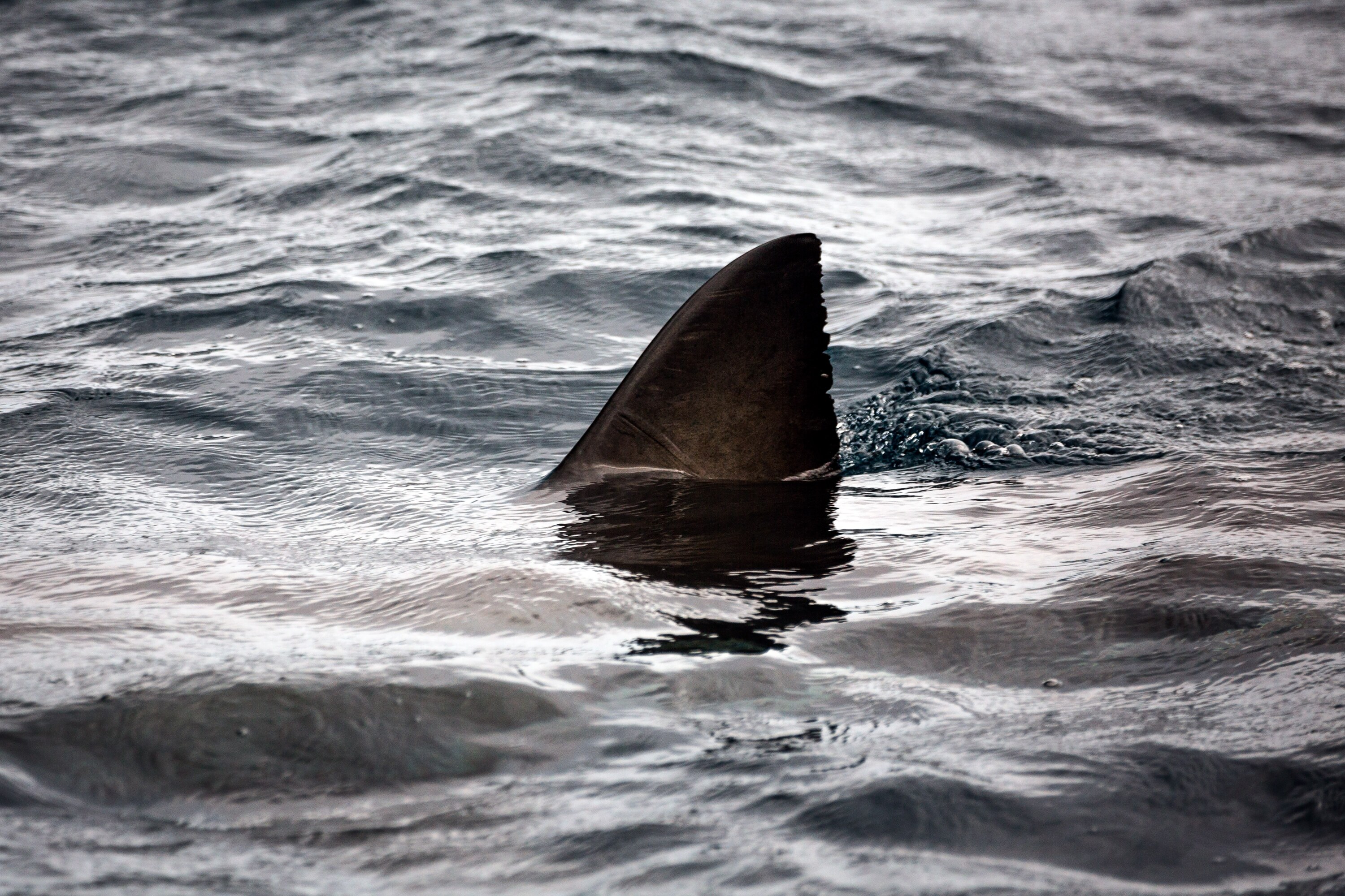A nearly 9-foot white shark is closing in on Baie-Comeau