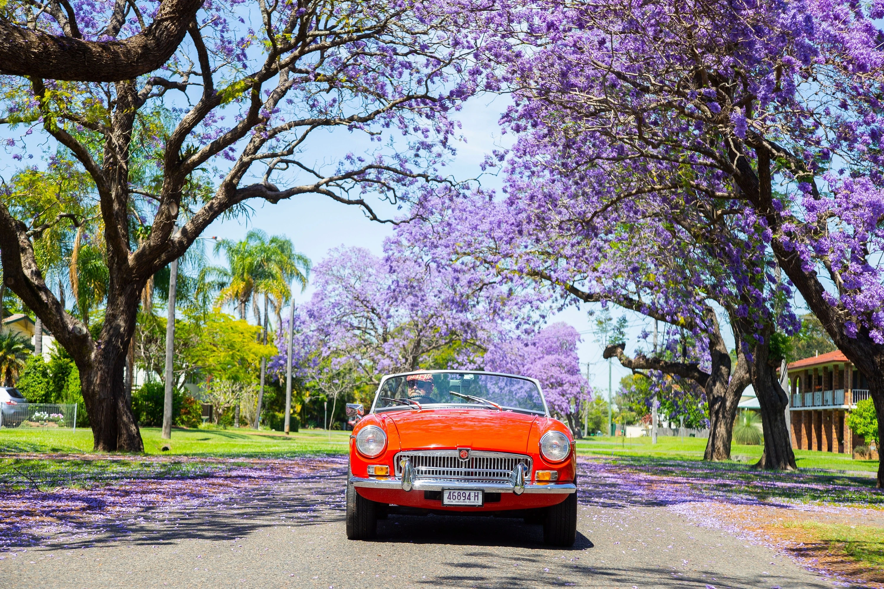 Vintage car passing through a jacaranda-lined street in Grafton.