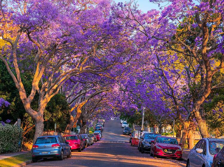 McDougall Street, Kirribilli Jacaranda-lined street