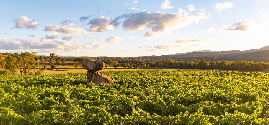Vineyard