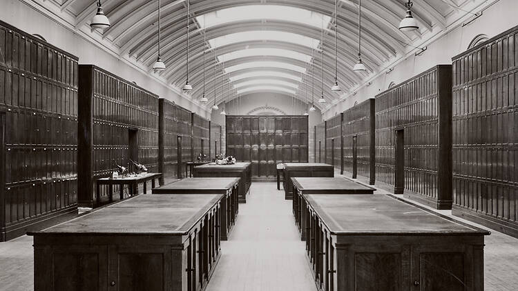 The Natural History Museum's gallery has been used as a herbarium since 1943 The Natural History Museum's gallery has been used as a herbarium since 1943