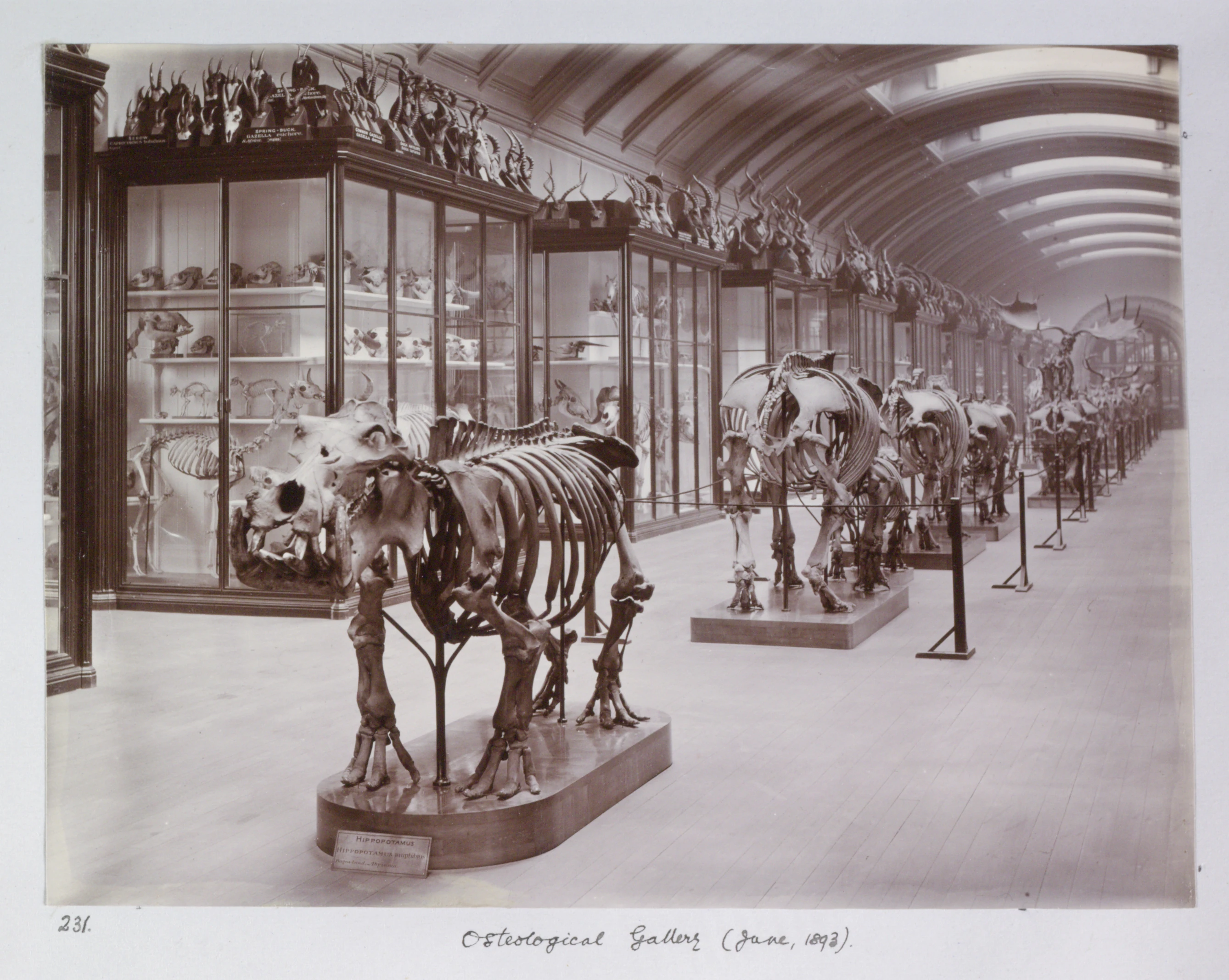 The The Natural History Museum's gallery was an osteology space in 1893